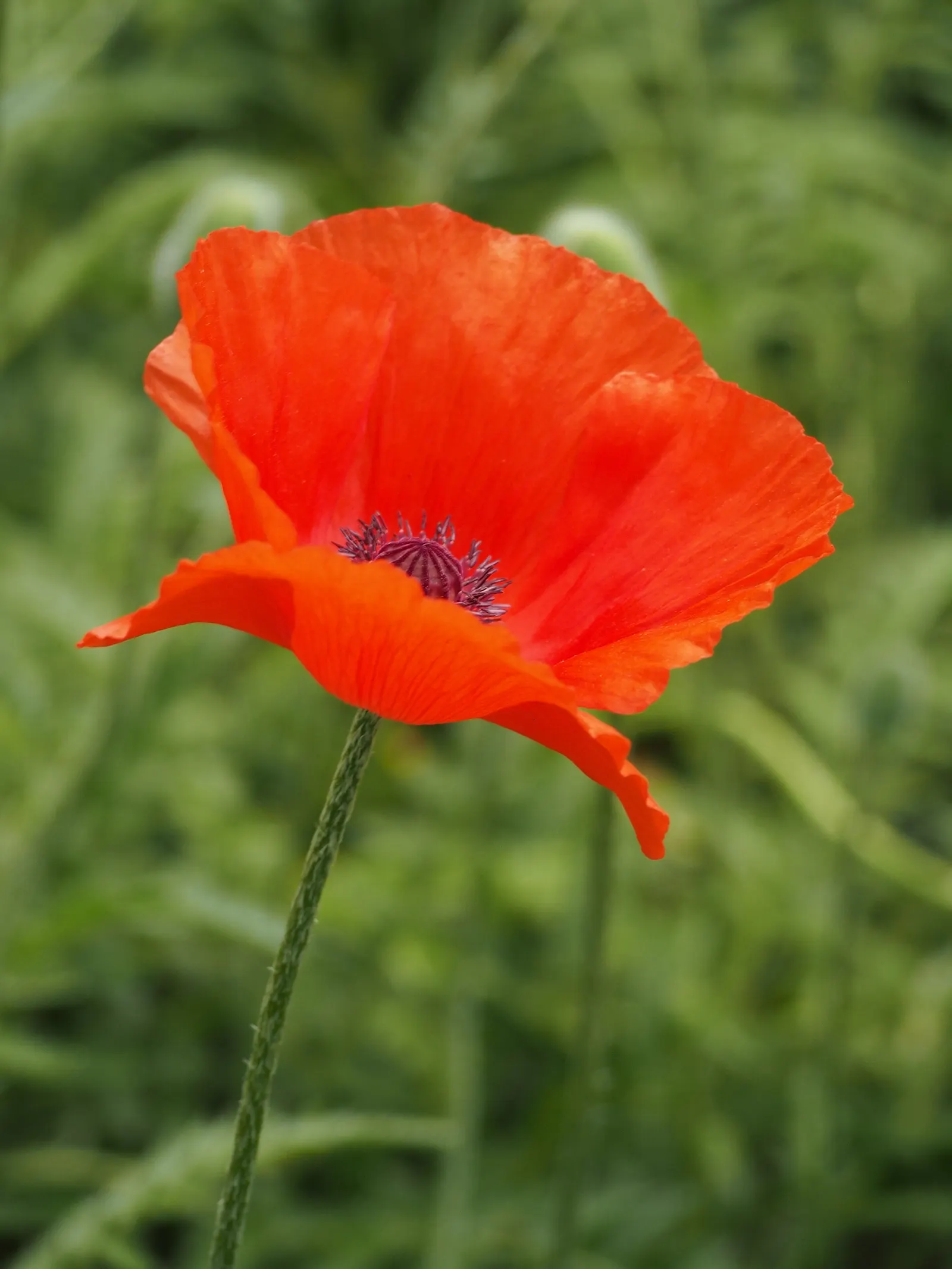 Oriental Poppy (Papaver Orientale) — <br><br>Reaching a stately height of 2 to 4 feet and a spread of 1.5 to 2 feet