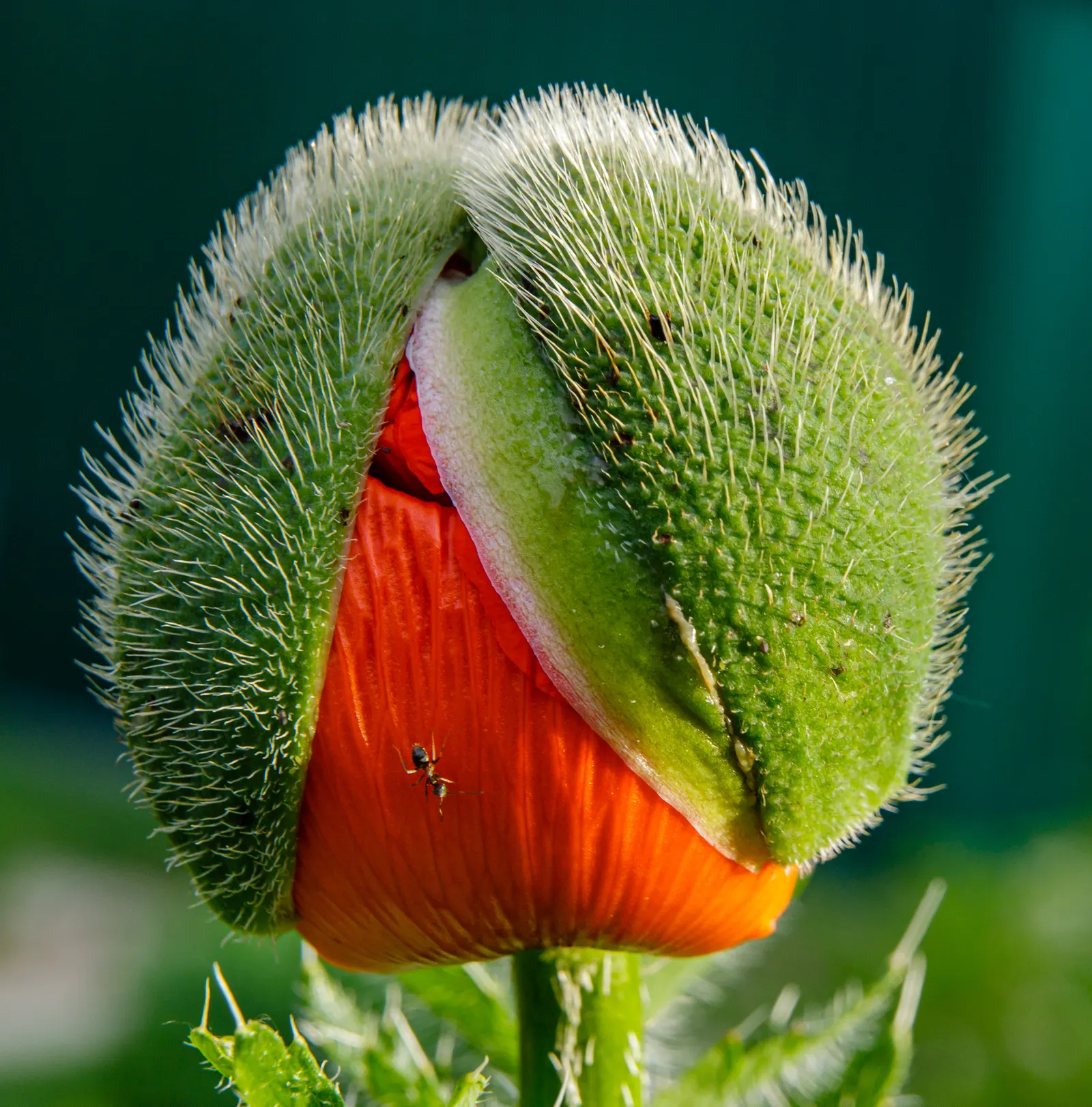 Oriental Poppy (Papaver Orientale) — though it may affect the abundance of blooms; the Oriental Poppy elegantly towers above low-growing plants, image 61