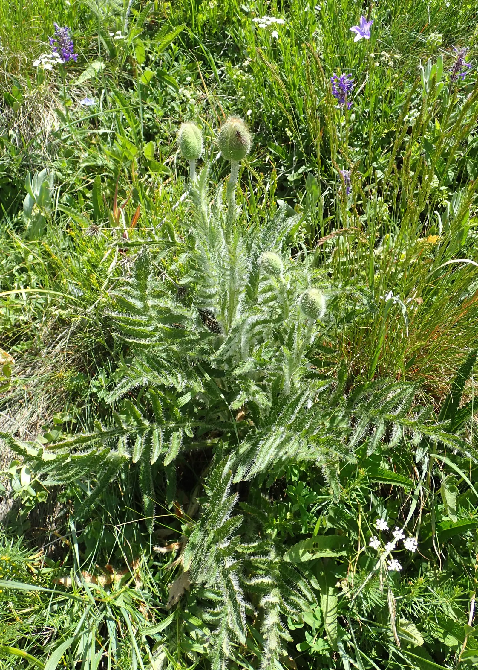 Oriental Poppy (Papaver Orientale) — making it suitable for xeriscape landscapes