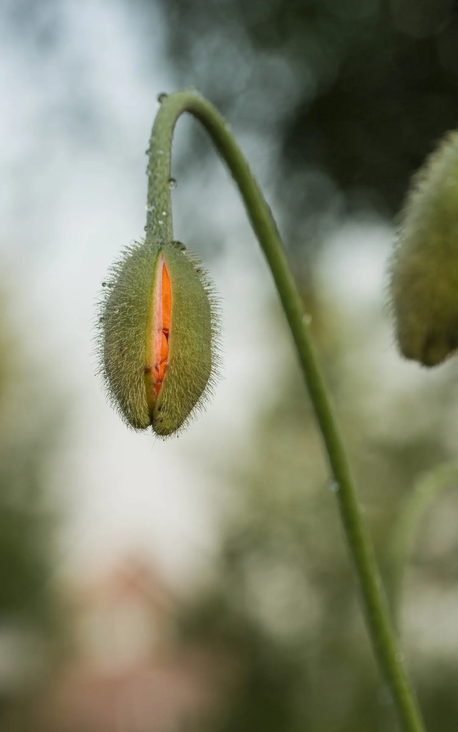 Oriental Poppy (Papaver Orientale) — Blooms appear in late spring to early summer; typically between late spring and early summer