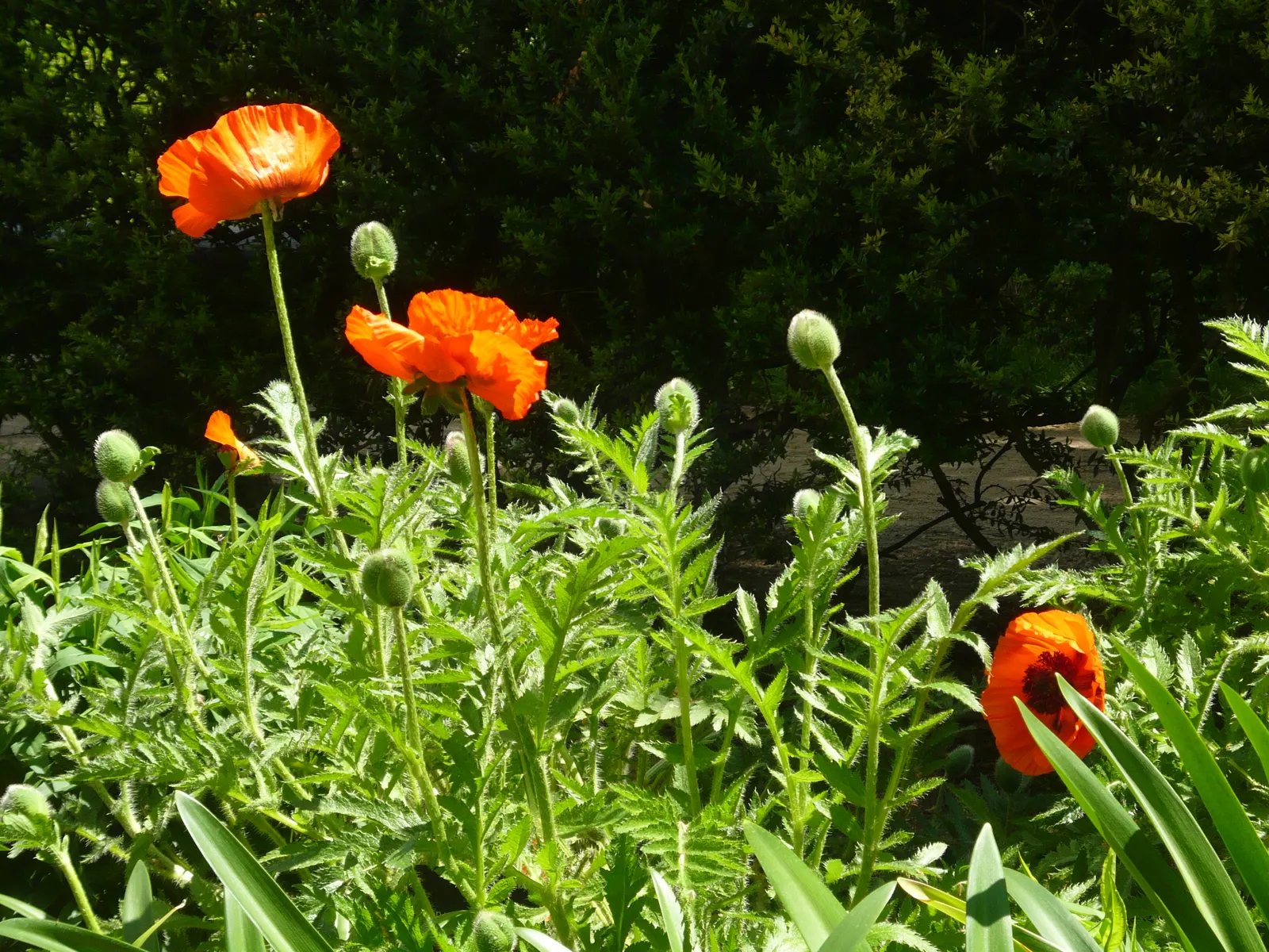 Oriental Poppy (Papaver Orientale) — making it suitable for xeriscape landscapes; with vibrant hues of red to orange and a striking dark center