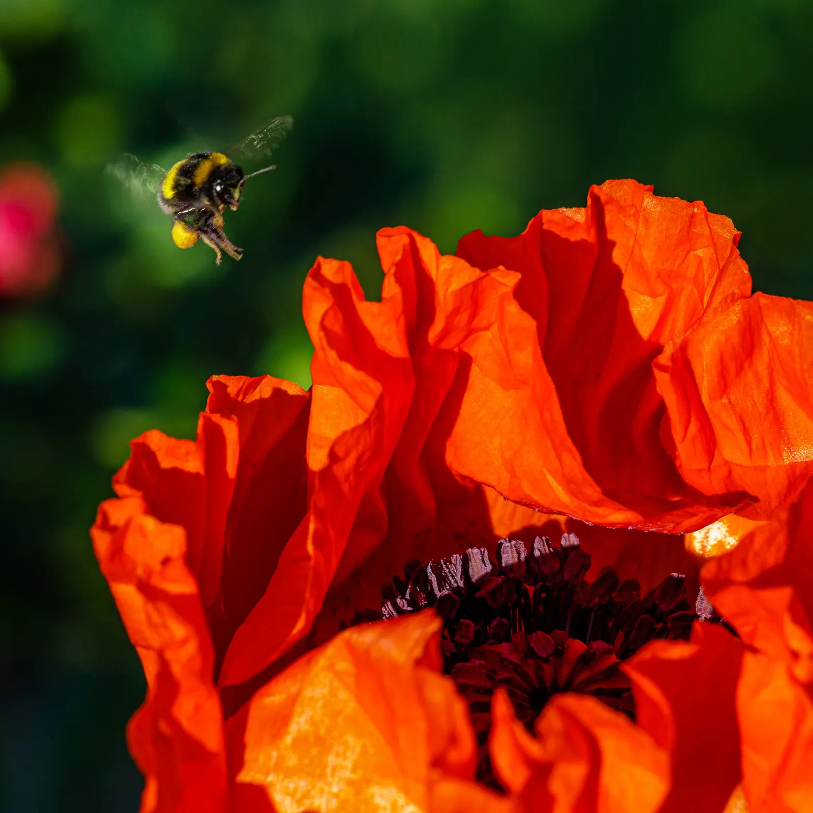 Oriental Poppy (Papaver Orientale) — perennial with pink and red blooms; cup-shaped flowers that can measure up to 6 inches across, image 68