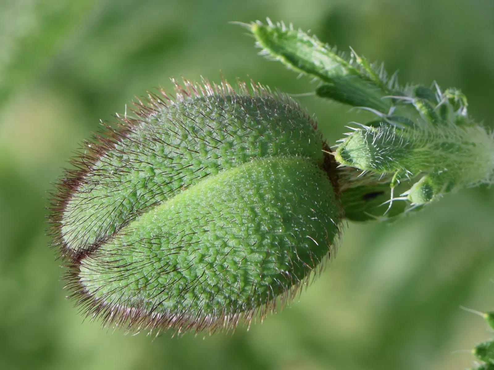 Oriental Poppy (Papaver Orientale) — pink and red flowers in the garden; is a captivating perennial that becomes a focal point in any garden with, image 136