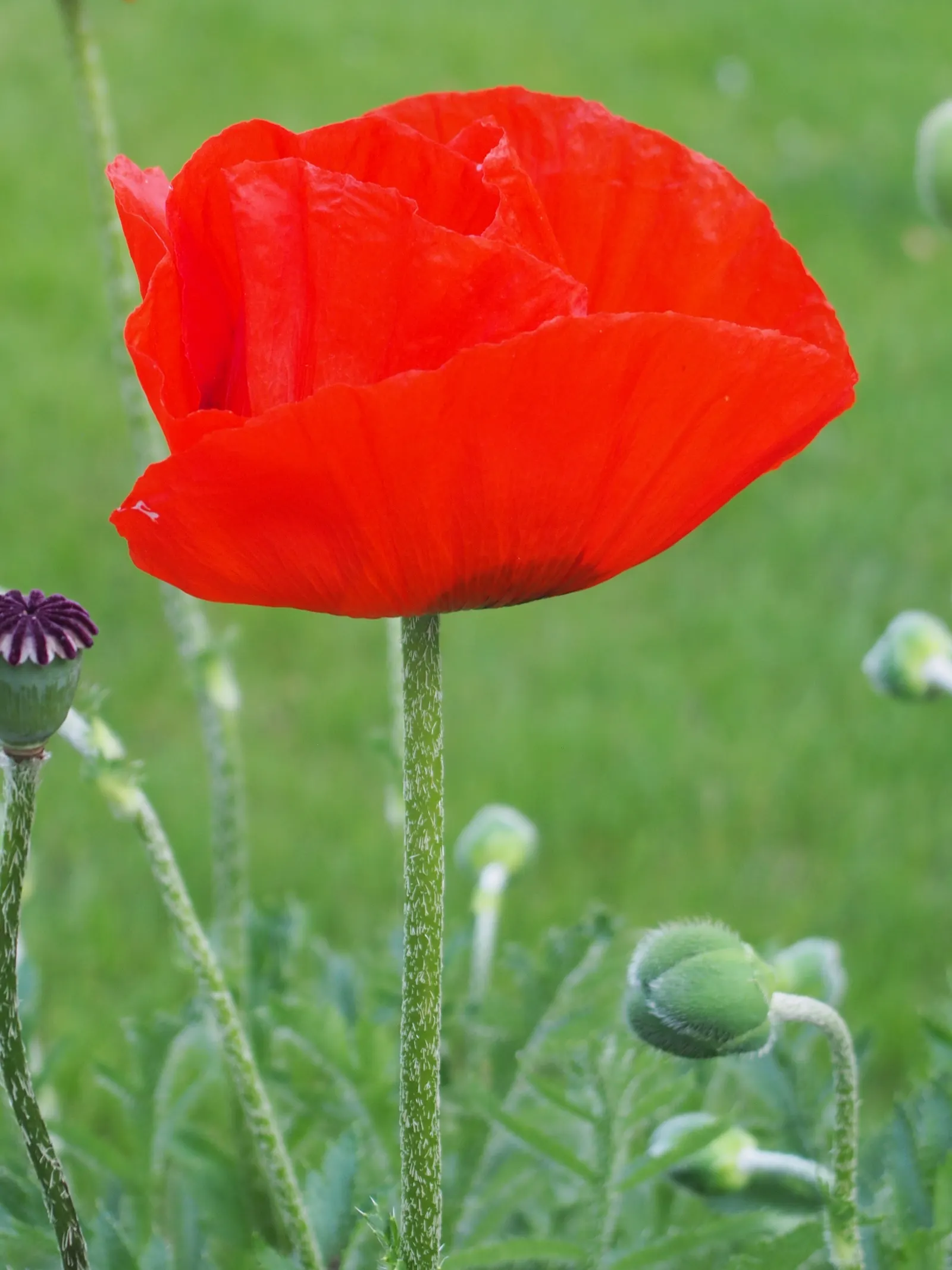 Oriental Poppy (Papaver Orientale) — pink and red flowers in the garden; is a captivating perennial that becomes a focal point in any garden with its bold