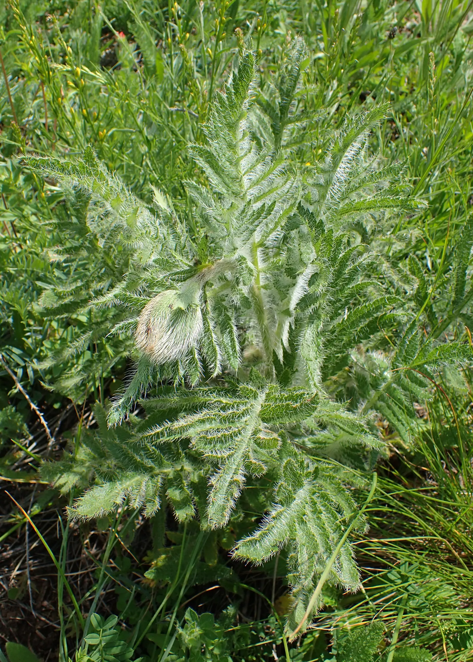 Oriental Poppy (Papaver Orientale) — It reaches 2-3 feet in height and spreads 18-24 inches wide, preferring full sun and well-draining soil; making it an