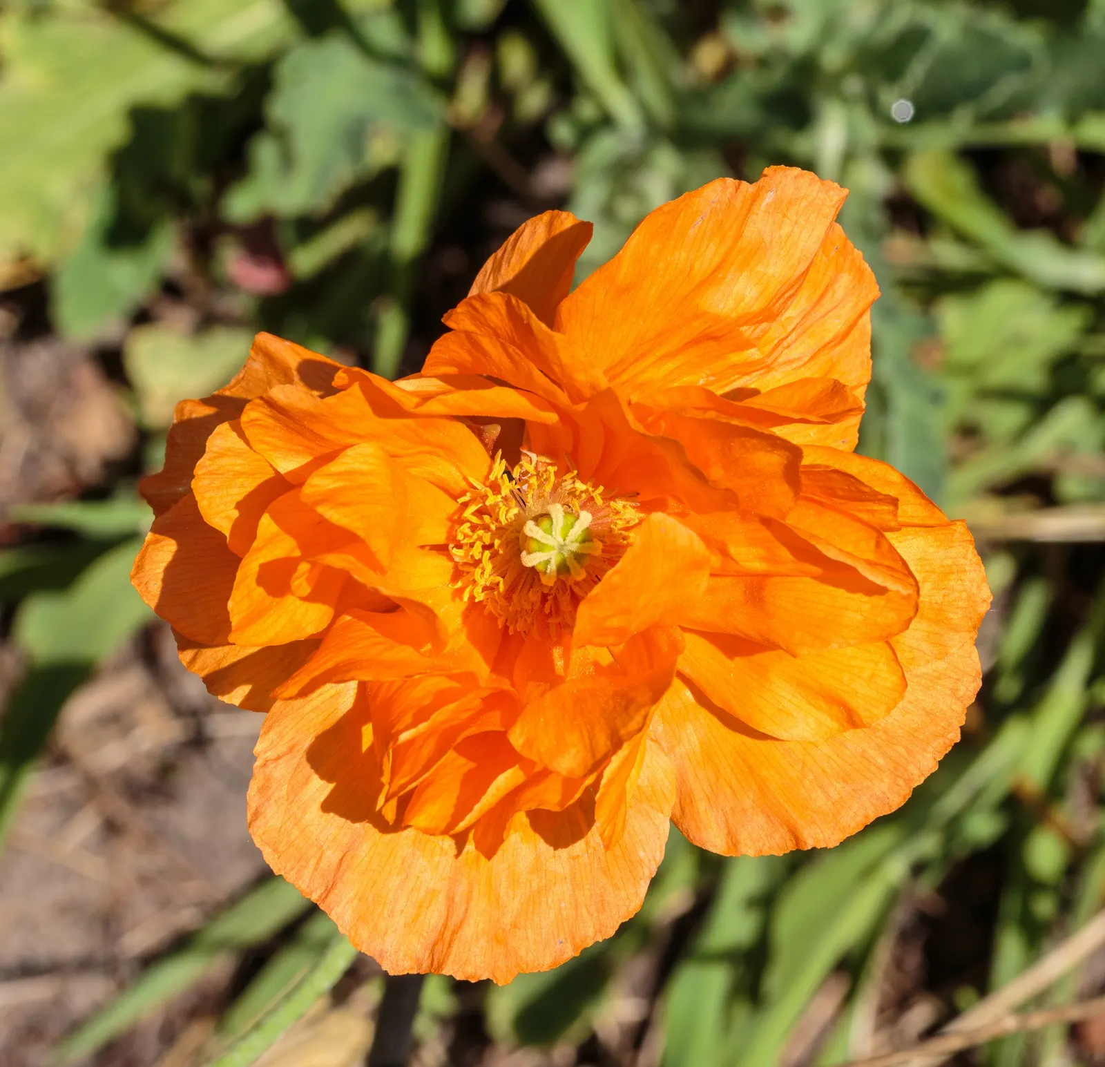 Oriental Poppy (Papaver Orientale) — perennial for full or half; leaving a void that needs to be considered in the landscape design, image 92