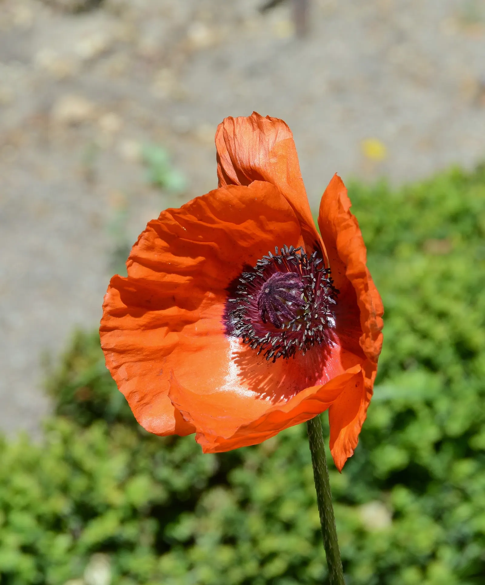 Oriental Poppy (Papaver Orientale) — These striking blooms boast vibrant colors; blooms appear in late spring to early summer