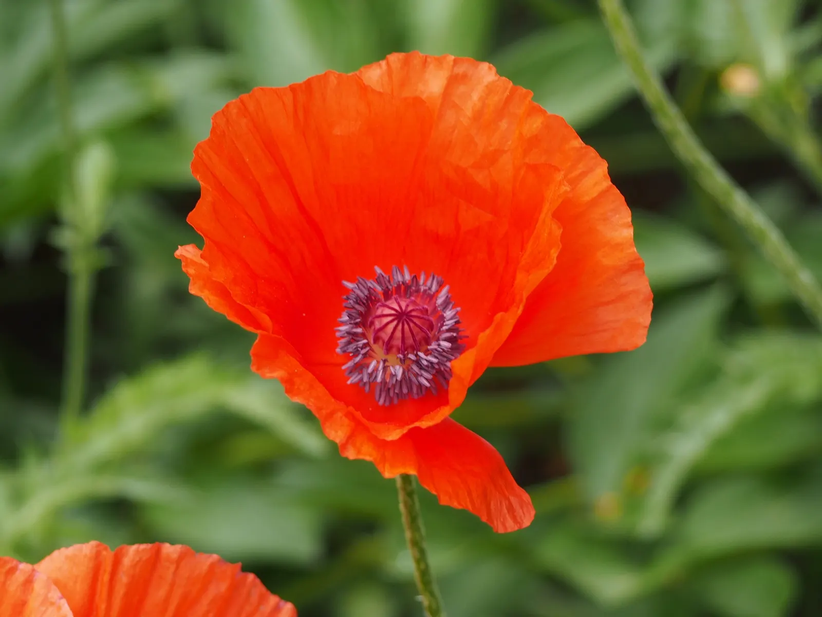 Oriental Poppy (Papaver Orientale) — cup-shaped flowers that can measure up to 6 inches across; the plant will die back and go dormant, image 59