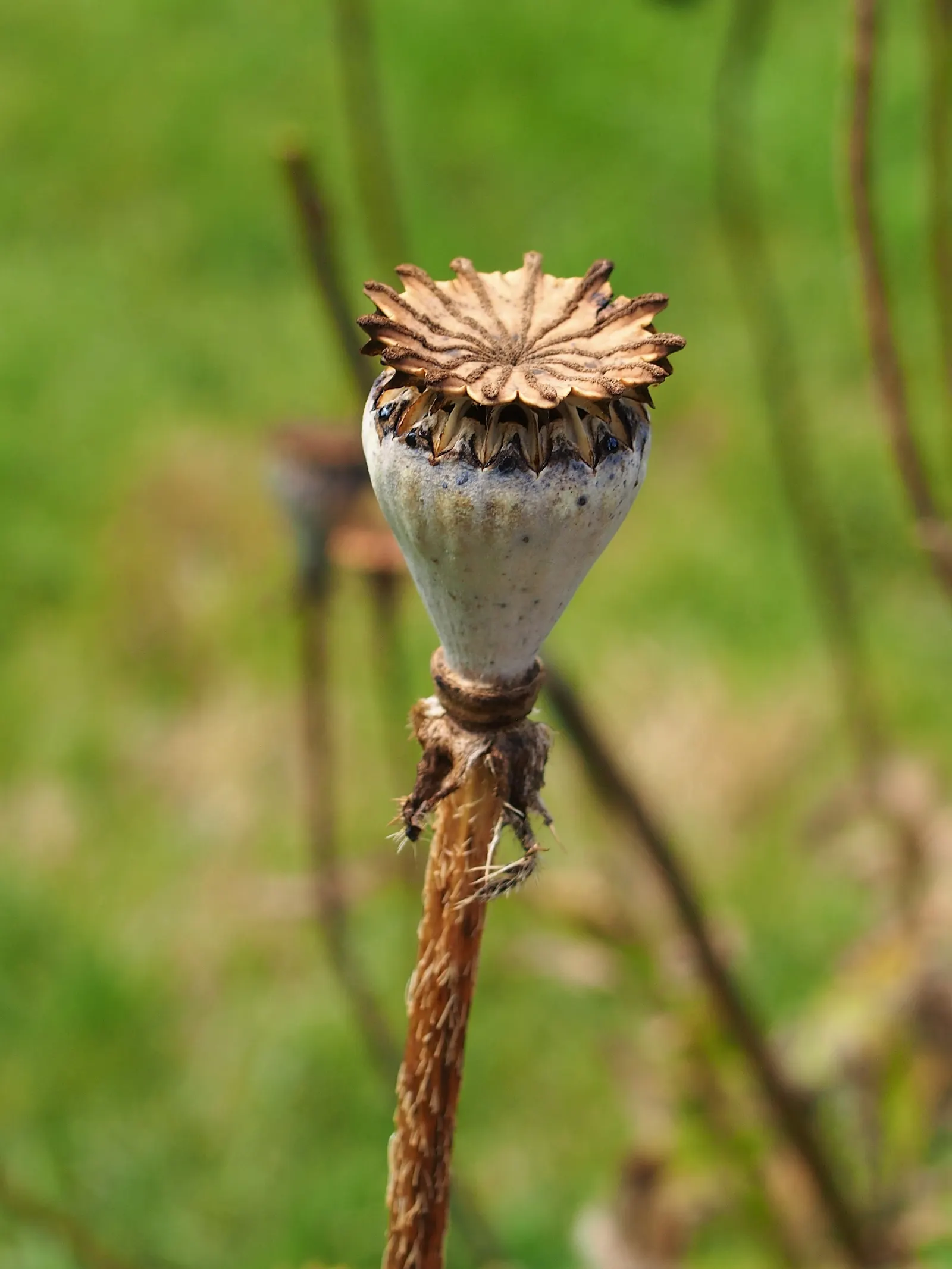 Oriental Poppy (Papaver Orientale) — This hardy species thrives in USDA zones 3 to 7, indicating a robust tolerance for winter chill; perennial for full or half