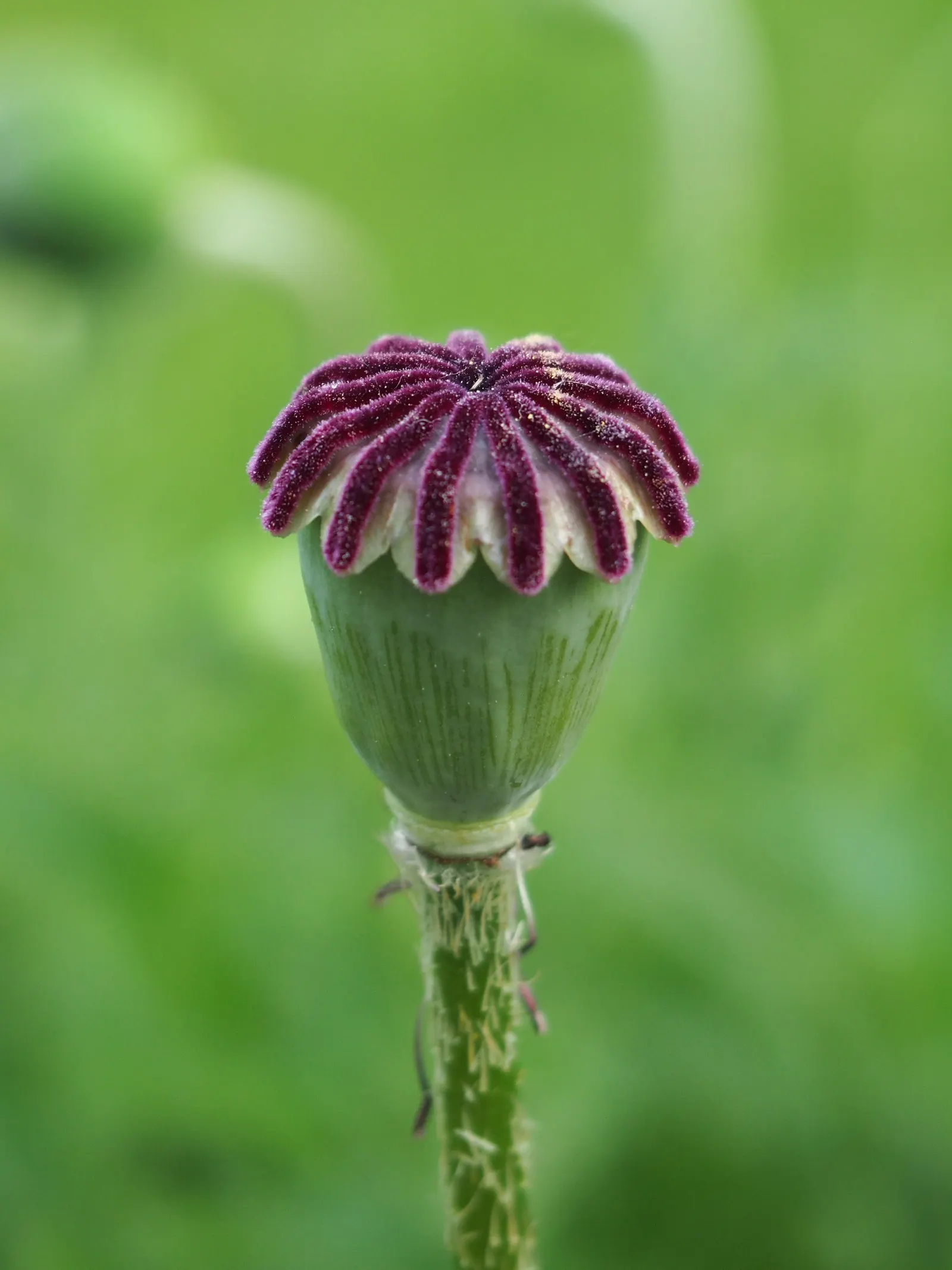 Oriental Poppy (Papaver Orientale) — <br><br>Reaching a stately height of 2 to 4 feet and a spread of 1.5 to 2 feet; these striking blooms boast, image 78