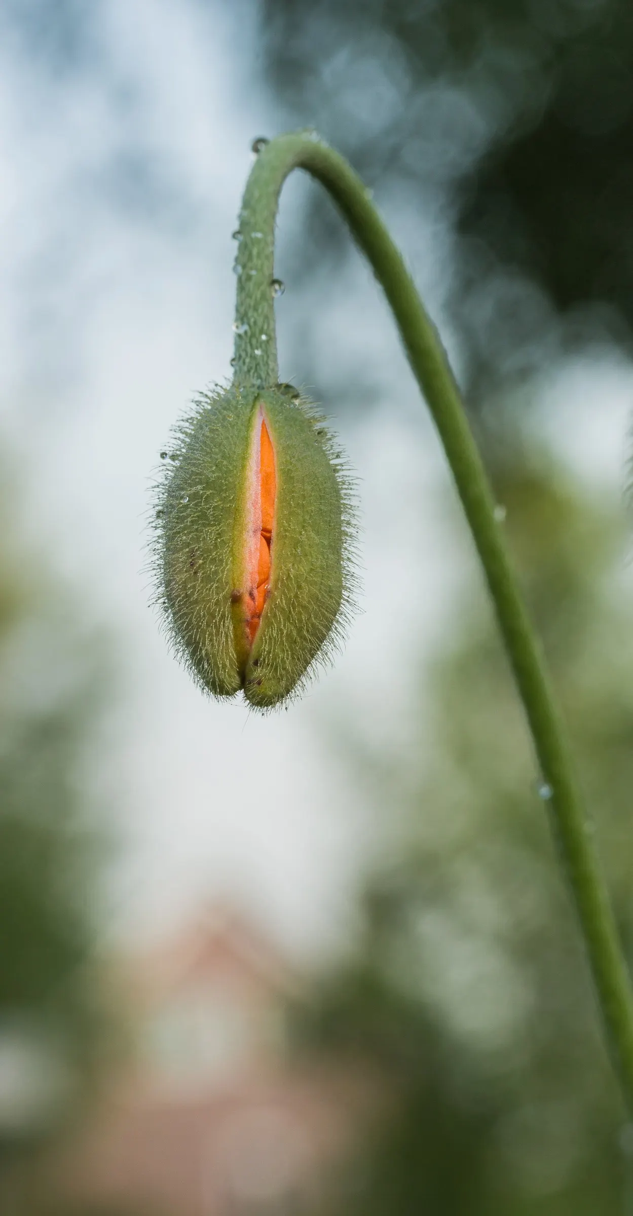Oriental Poppy (Papaver Orientale) — the Oriental Poppy elegantly towers above low-growing plants; pink and red flowers in the garden