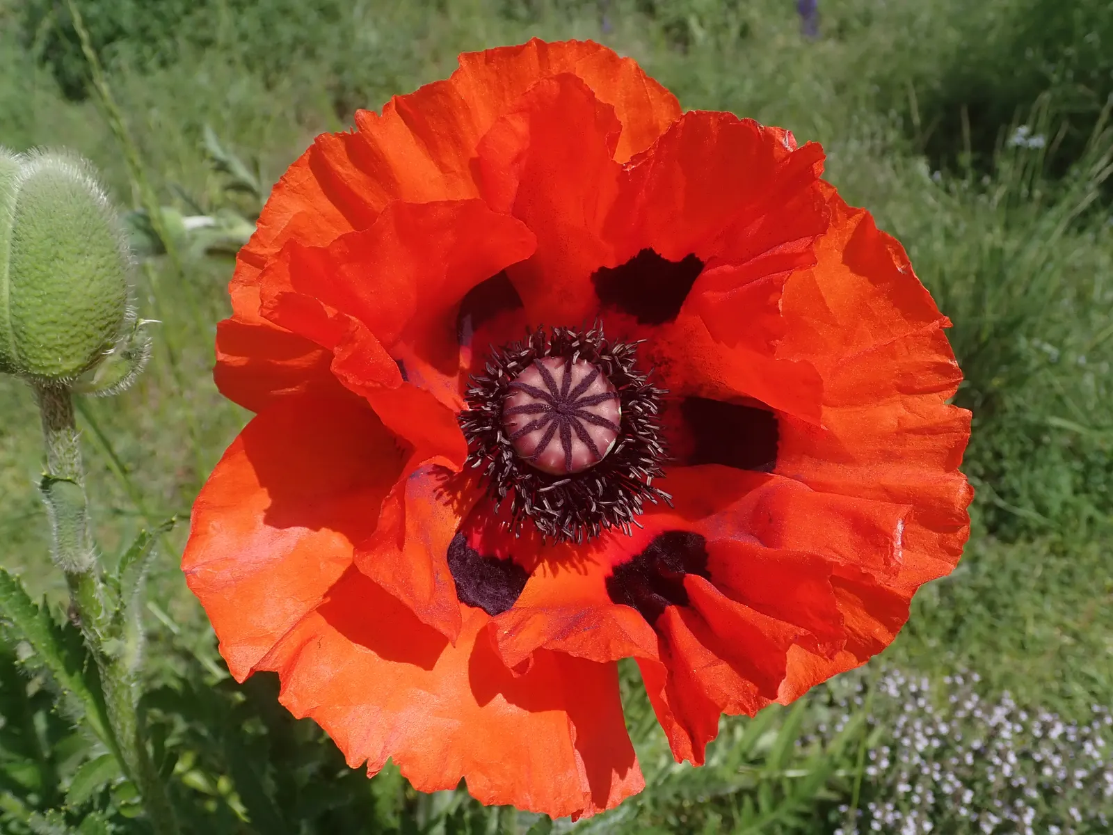 Oriental Poppy (Papaver Orientale) — It reaches 2-3 feet in height and spreads 18-24 inches wide, preferring full sun and well-draining soil, image 48