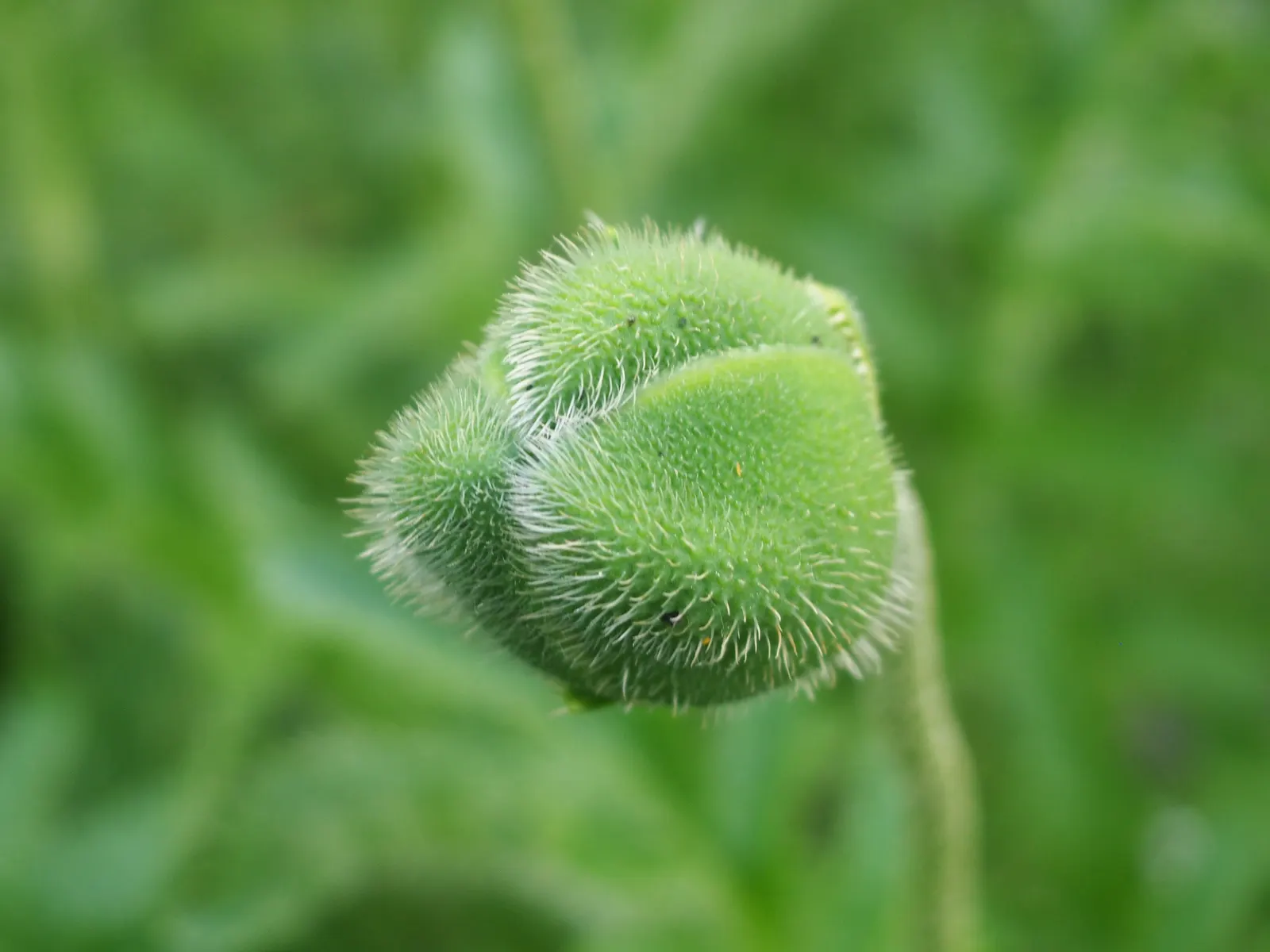 Oriental Poppy (Papaver Orientale) — Blooms appear in late spring to early summer