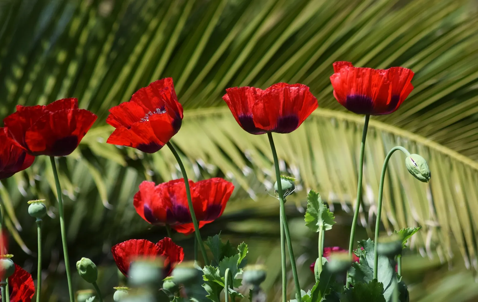 Oriental Poppy (Papaver Orientale) — cup-shaped flowers that can measure up to 6 inches across; the plant will die back and go dormant