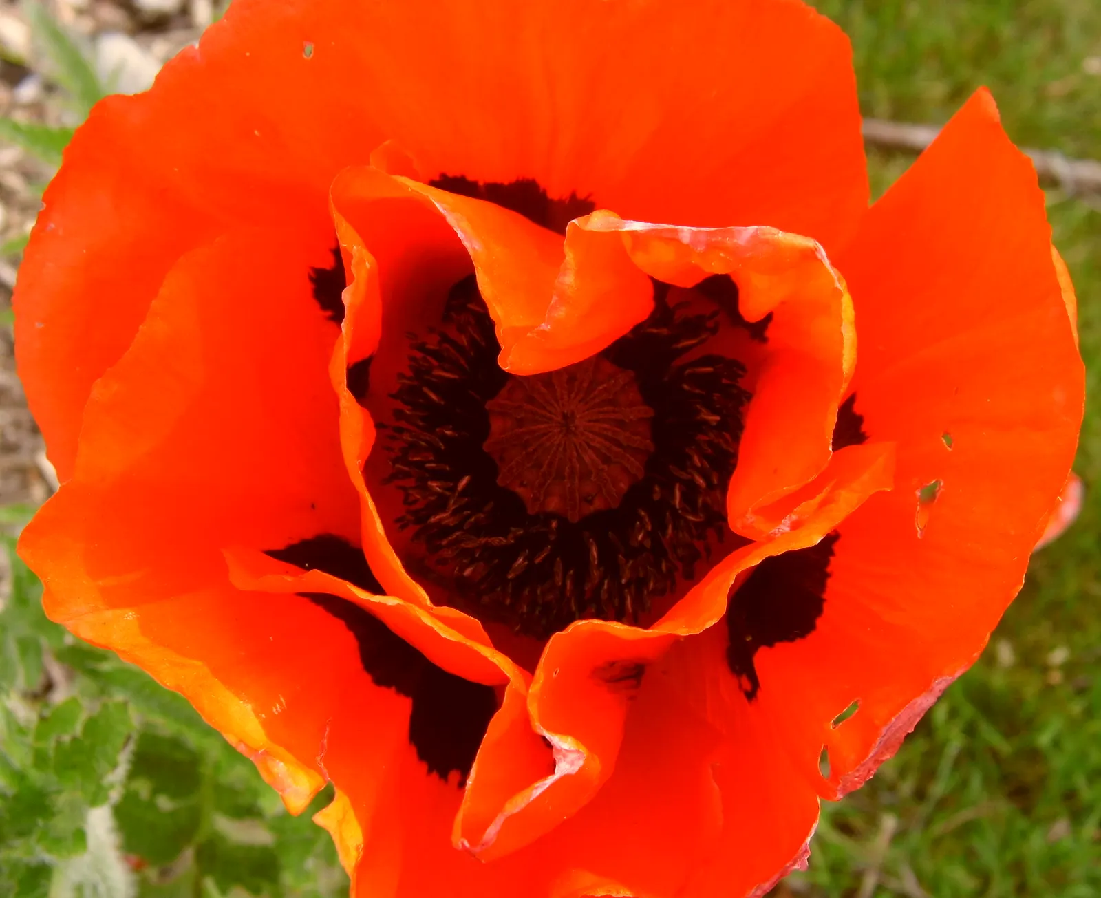 Oriental Poppy (Papaver Orientale) — making it an excellent choice for middle or back borders in garden designs; leaving room for summer plants, image 80