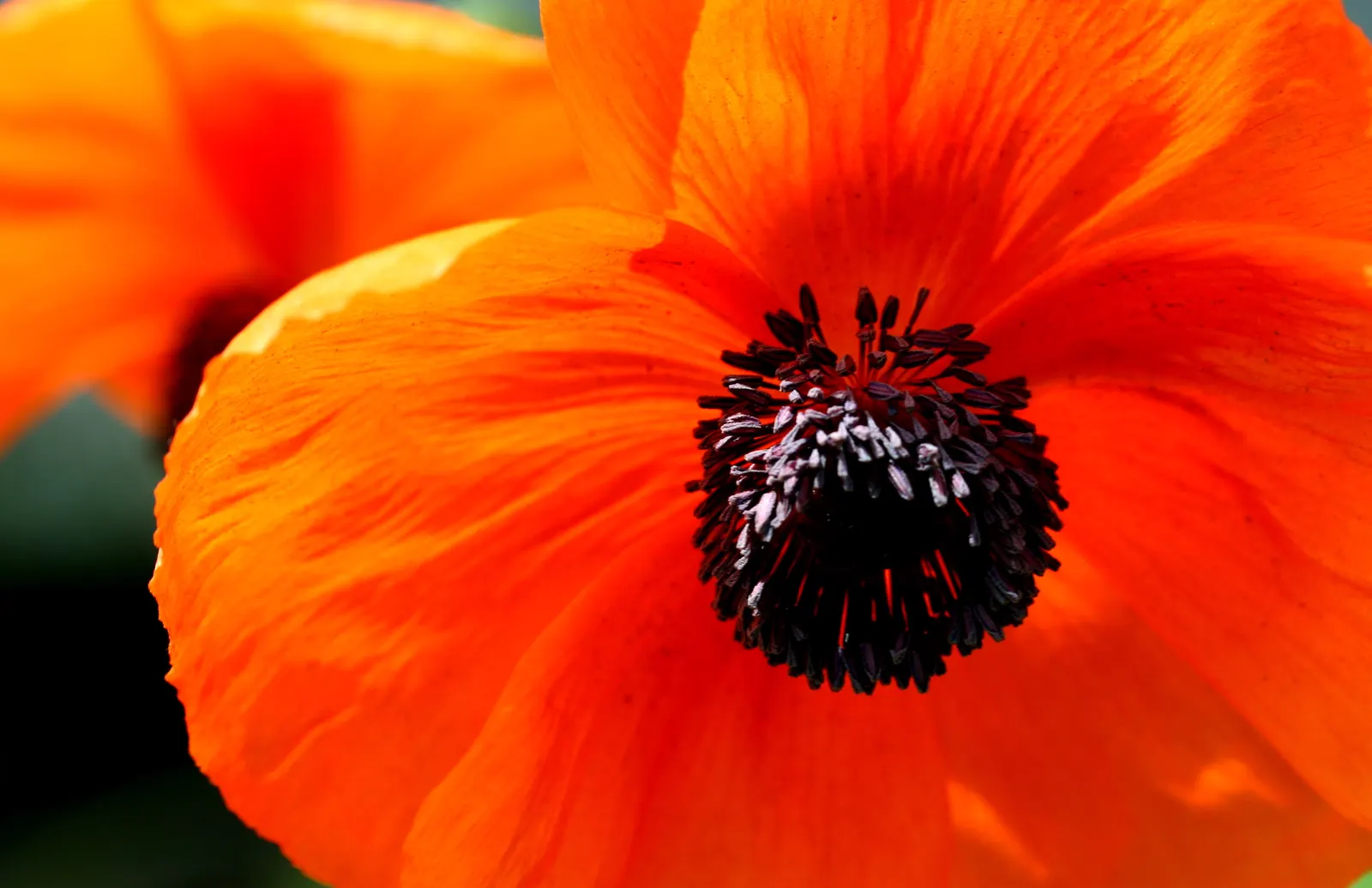 Oriental Poppy (Papaver Orientale) — the plant will die back and go dormant; though it may affect the abundance of blooms, image 134
