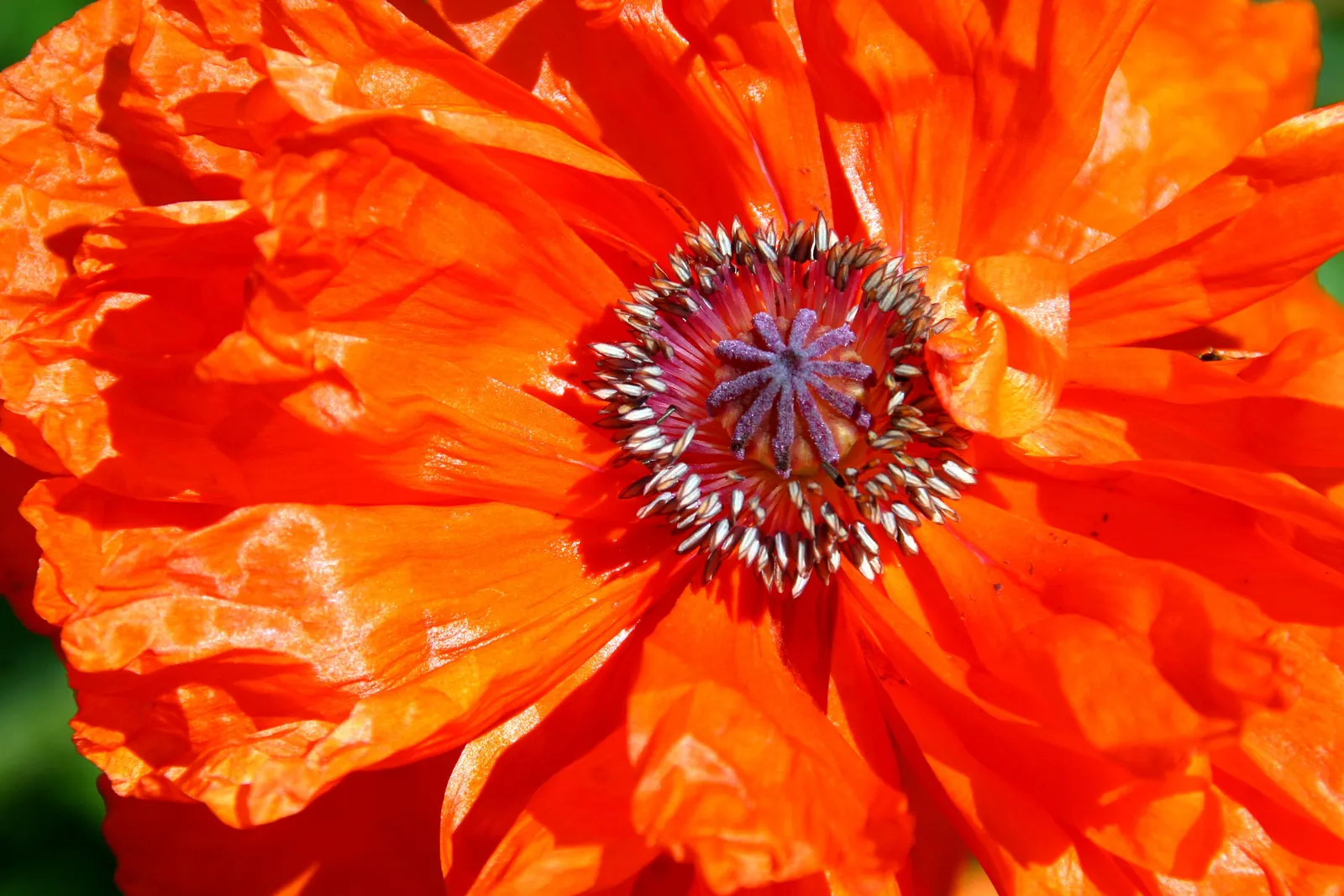 Oriental Poppy (Papaver Orientale) — the Oriental Poppy elegantly towers above low-growing plants