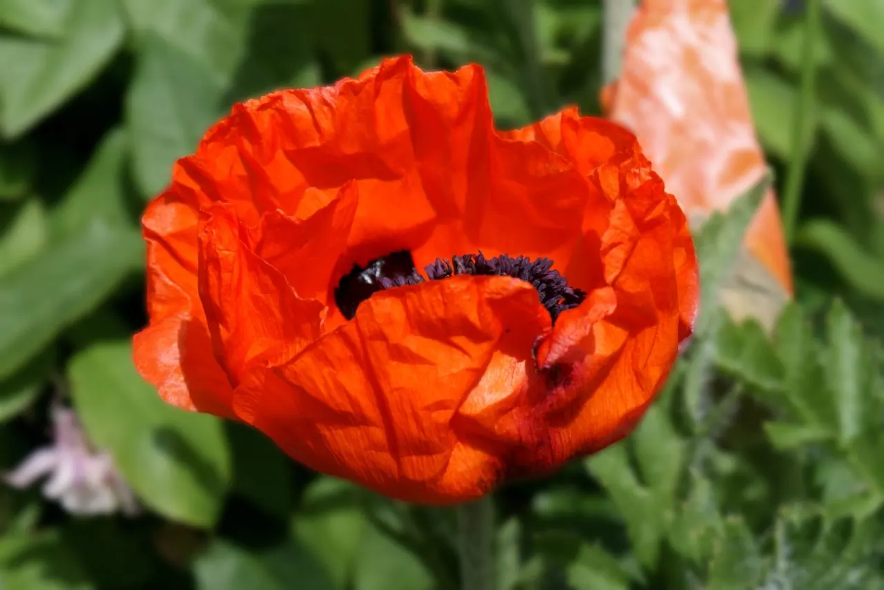 Oriental Poppy (Papaver Orientale) — It reaches 2-3 feet in height and spreads 18-24 inches wide, preferring full sun and well-draining soil, image 117