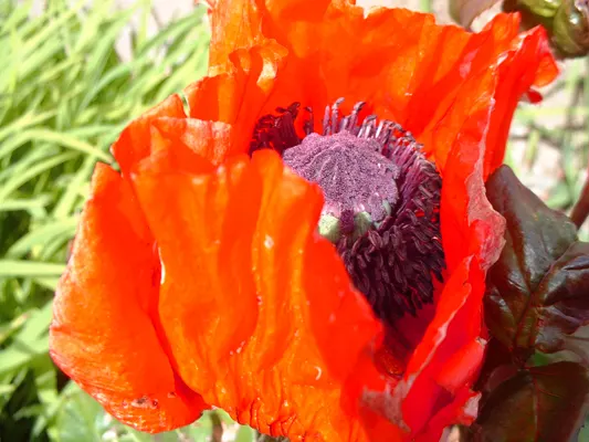 Oriental Poppy (Papaver Orientale) — with vibrant hues of red to orange and a striking dark center; hairy foliage that dies back post-bloom, image 116
