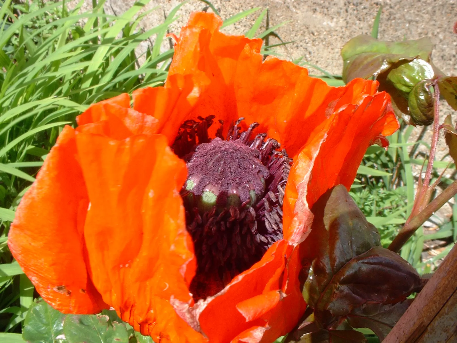 Oriental Poppy (Papaver Orientale) — It reaches 2-3 feet in height and spreads 18-24 inches wide, preferring full sun and well-draining soil, image 71