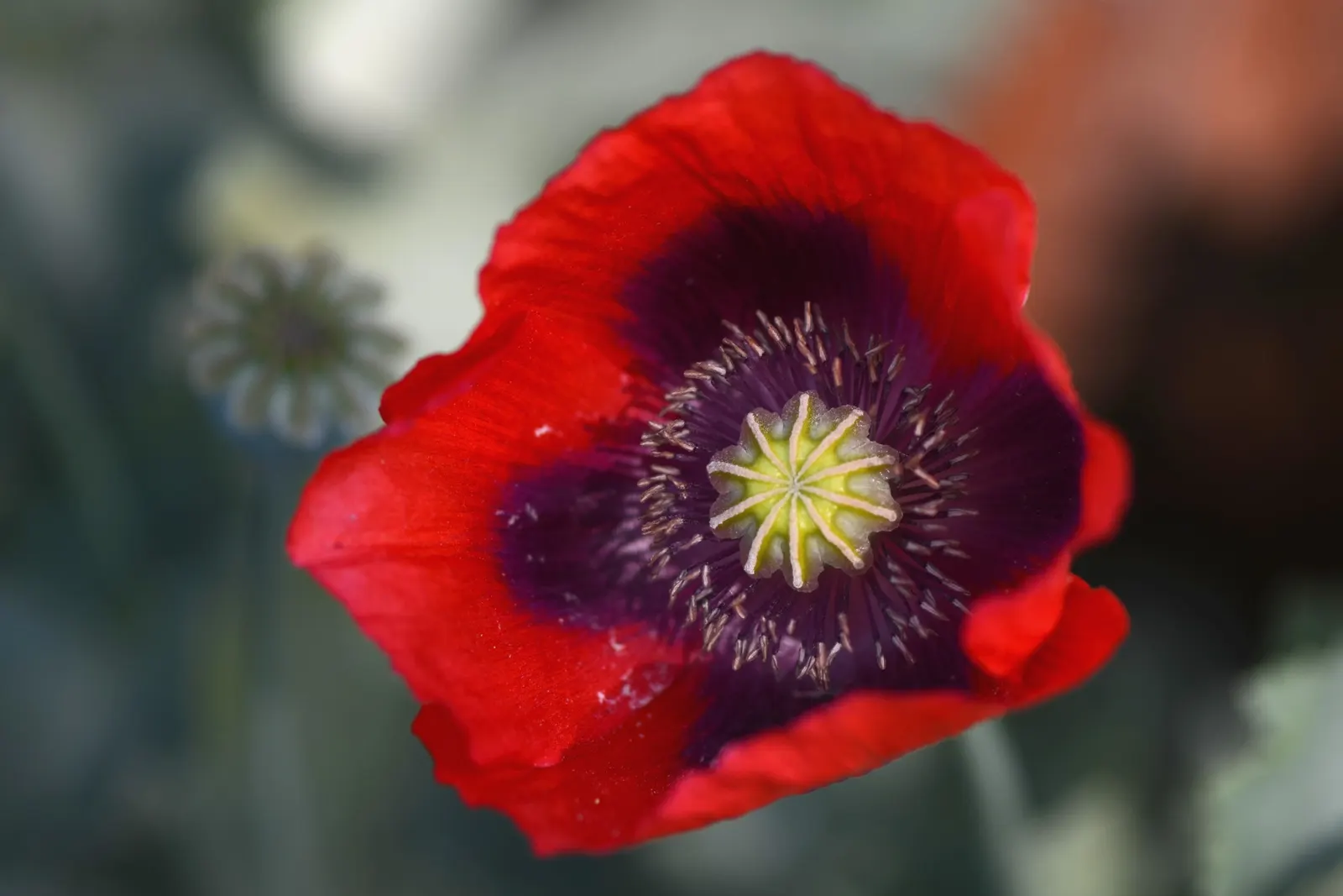 Oriental Poppy (Papaver Orientale) — Gardeners often plant it in groups to maximize its dramatic impact; this hardy species thrives in USDA zones 3, image 54