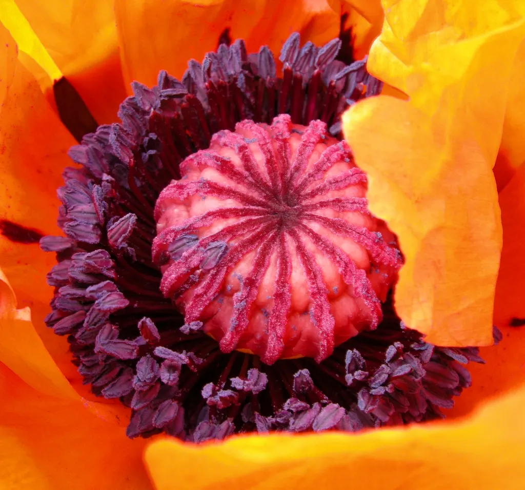 Oriental Poppy (Papaver Orientale) — is relatively drought-tolerant; making it suitable for xeriscape landscapes, image 108