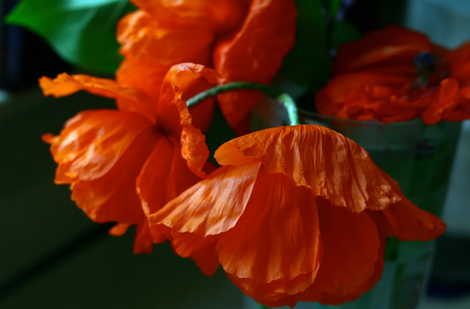 Oriental Poppy (Papaver Orientale) — The foliage presents a bluish-green hue, image 104