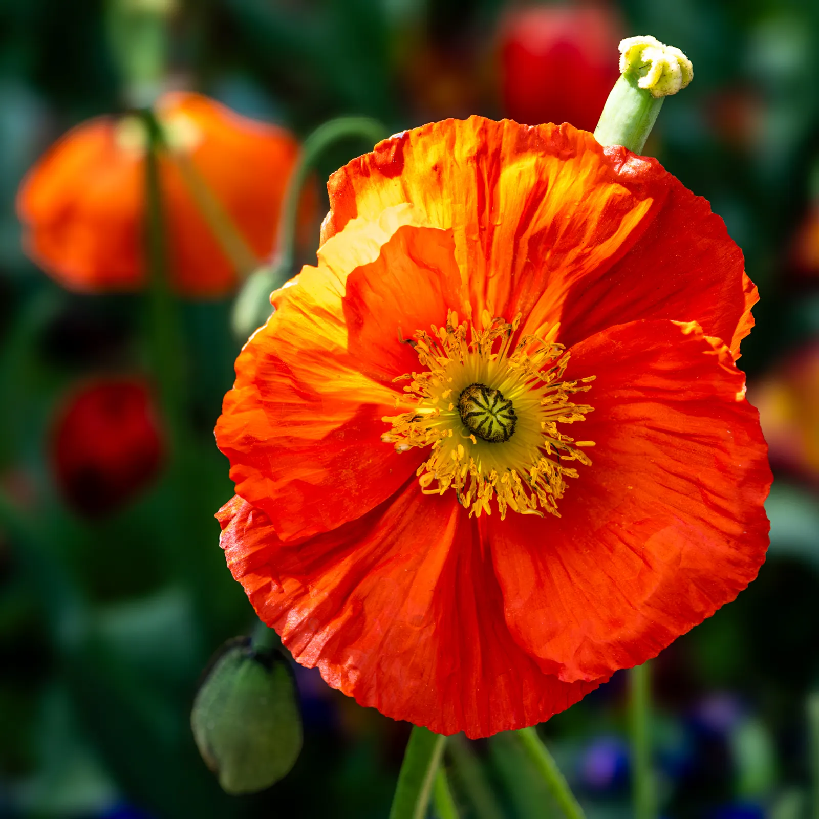Oriental Poppy (Papaver Orientale) — typically between late spring and early summer; gardeners often plant it in groups to maximize its dramatic, image 133