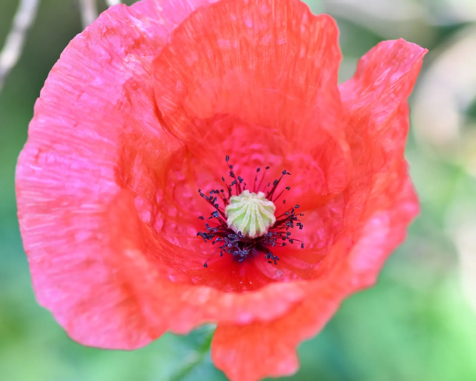 Oriental Poppy (Papaver Orientale) — typically between late spring and early summer; gardeners often plant it in groups to maximize its dramatic, image 64