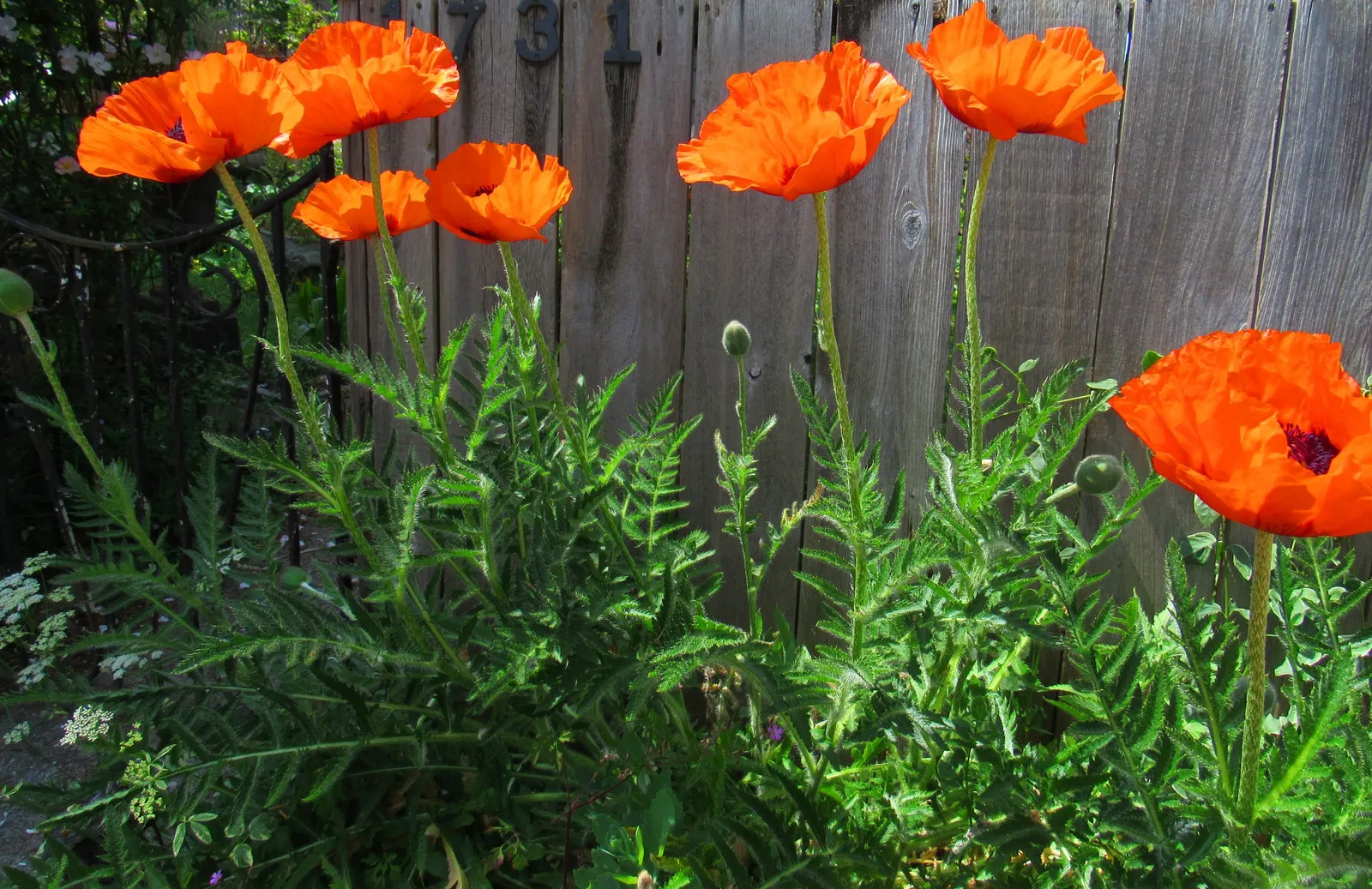 Oriental Poppy (Papaver Orientale) — hairy foliage that dies back post-bloom; it reaches 2-3 feet in height and spreads 18-24 inches wide, preferring full sun