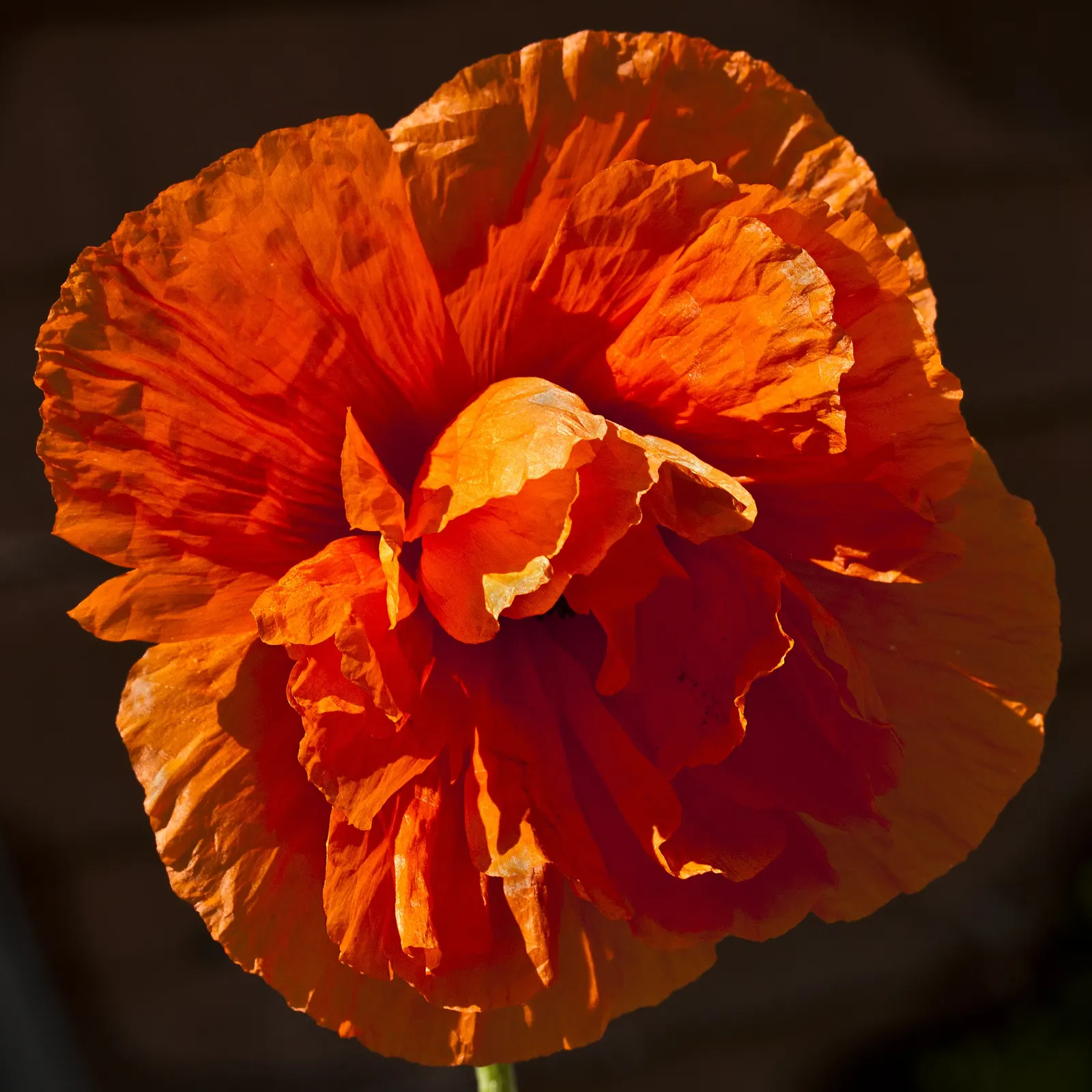Oriental Poppy (Papaver Orientale) — is a captivating perennial that becomes a focal point in any garden with its bold; is relatively drought-tolerant
