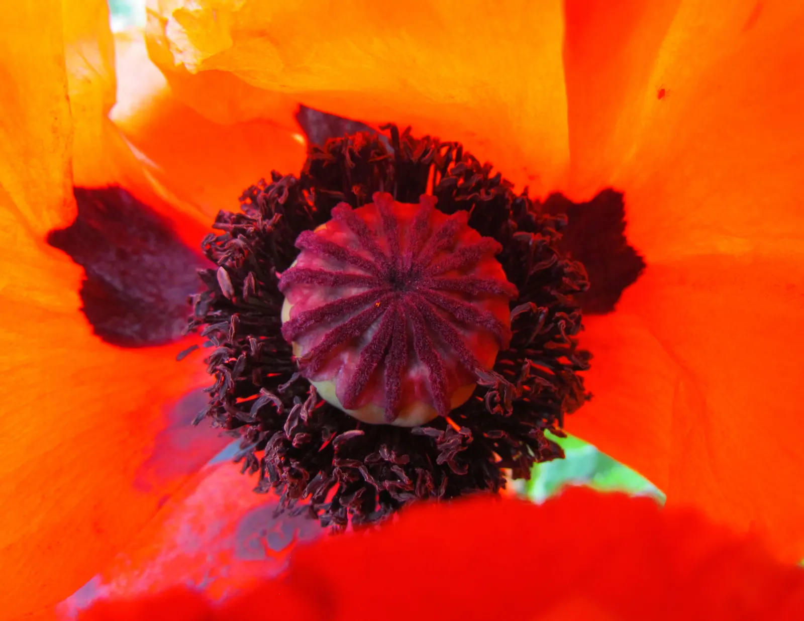 Oriental Poppy (Papaver Orientale) — making it an excellent choice for middle or back borders in garden designs