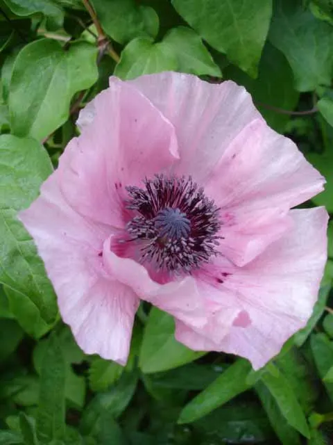 Oriental Poppy (Papaver Orientale) — <br><br>Reaching a stately height of 2 to 4 feet and a spread of 1.5 to 2 feet; these striking blooms boast, image 101