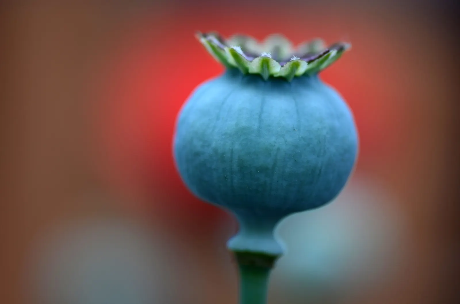 Oriental Poppy (Papaver Orientale) — though it may affect the abundance of blooms; the Oriental Poppy elegantly towers above low-growing plants