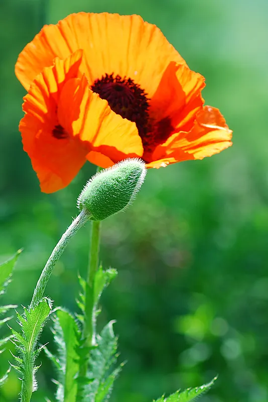 Oriental Poppy (Papaver Orientale) — the plant will die back and go dormant