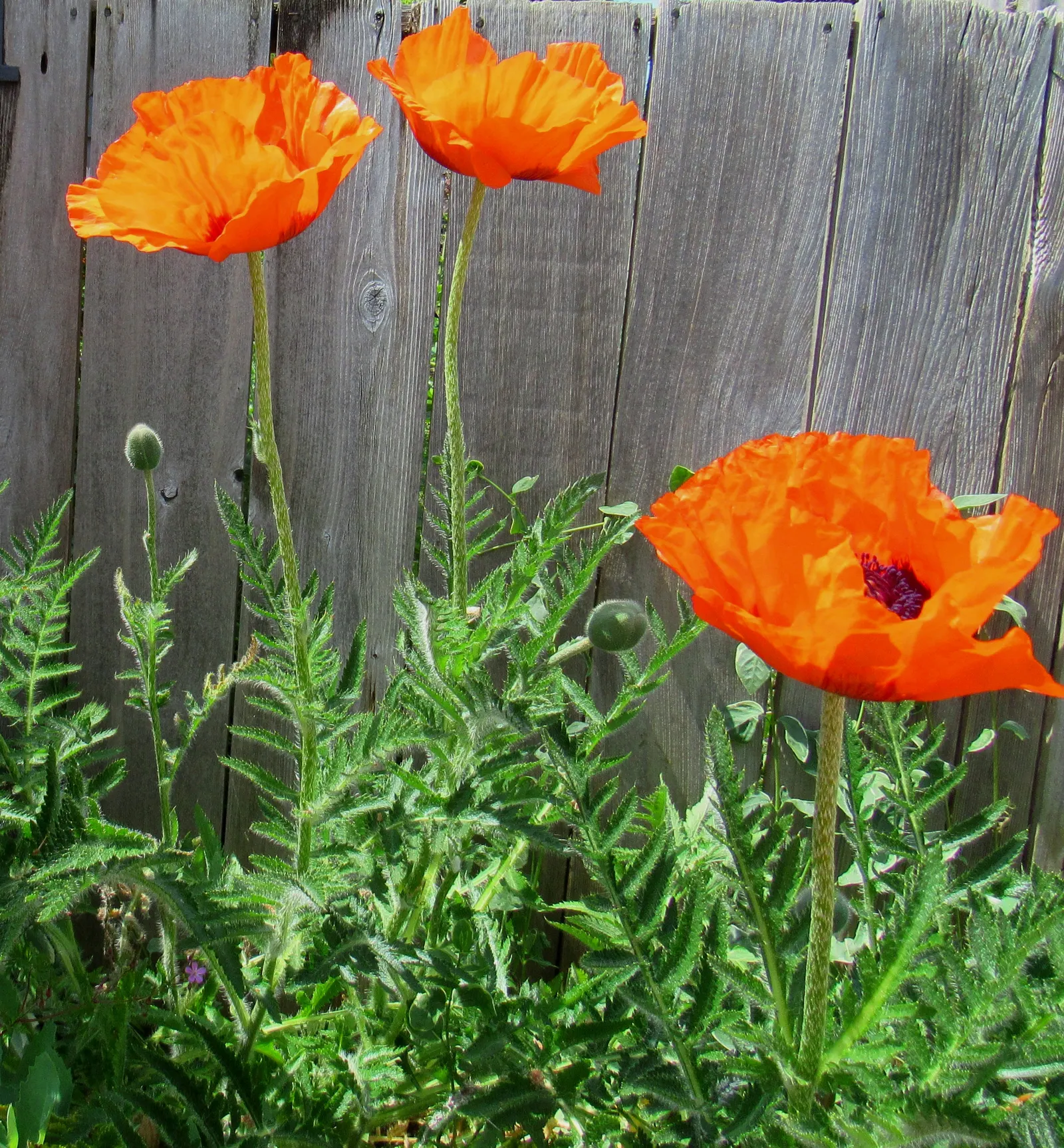 Oriental Poppy (Papaver Orientale) — The foliage presents a bluish-green hue, image 127
