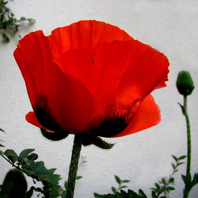 Oriental Poppy (Papaver Orientale) — with vibrant hues of red to orange and a striking dark center; hairy foliage that dies back post-bloom, image 70