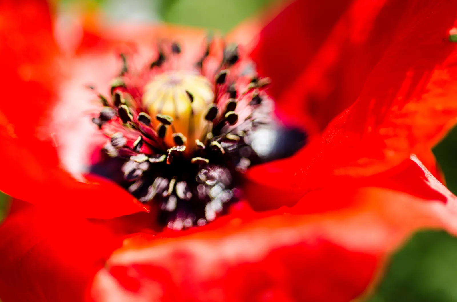 Oriental Poppy (Papaver Orientale) — typically between late spring and early summer; gardeners often plant it in groups to maximize its dramatic, image 87