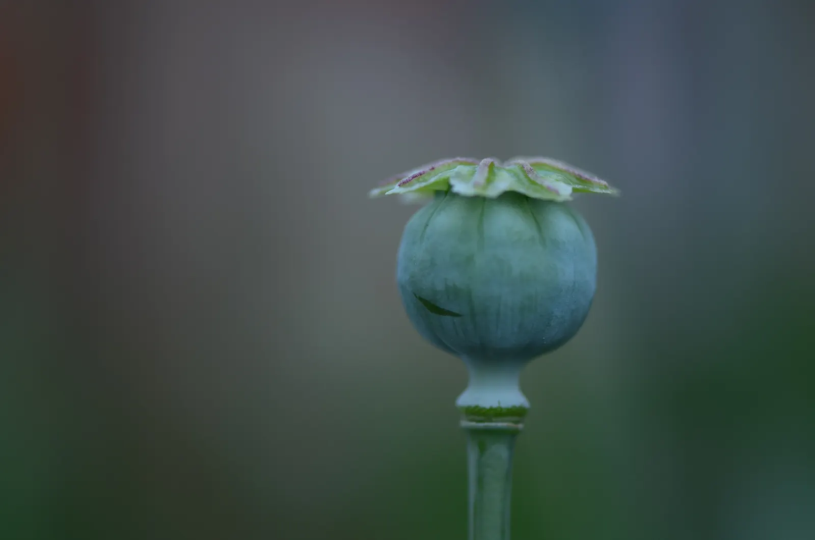 Oriental Poppy (Papaver Orientale) — It reaches 2-3 feet in height and spreads 18-24 inches wide, preferring full sun and well-draining soil, image 94