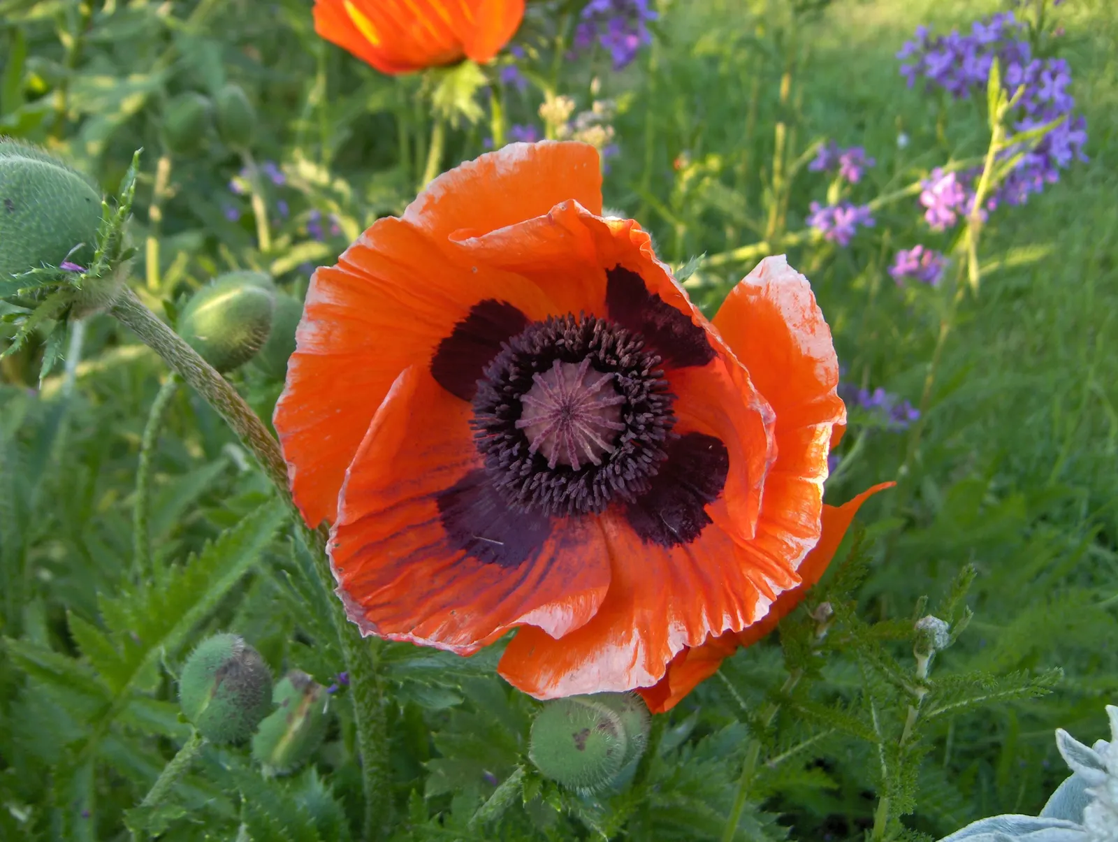 Oriental Poppy (Papaver Orientale) — pink and red flowers in the garden; is a captivating perennial that becomes a focal point in any garden with, image 67
