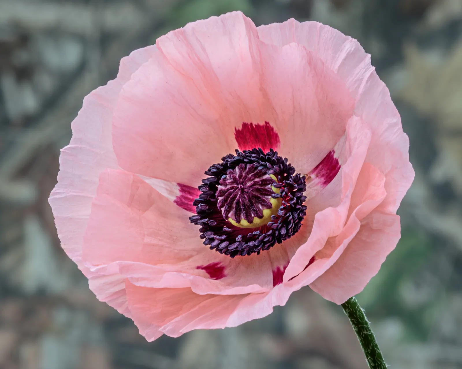 Oriental Poppy (Papaver Orientale) — is relatively drought-tolerant; making it suitable for xeriscape landscapes, image 131