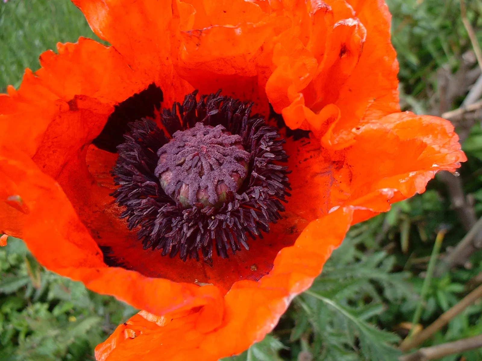 Oriental Poppy (Papaver Orientale) — though it may affect the abundance of blooms