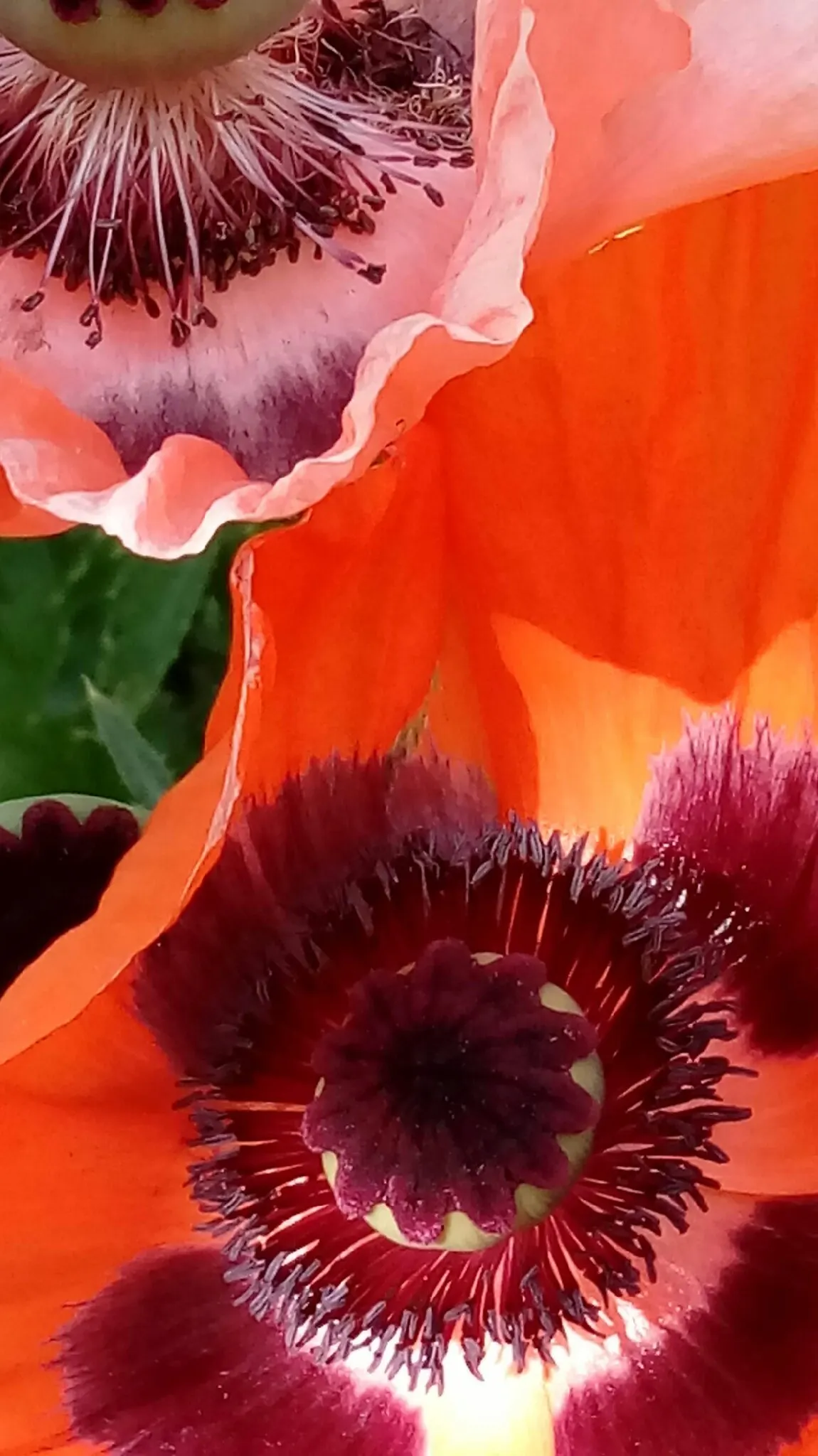 Oriental Poppy (Papaver Orientale) — pink and red flowers in the garden