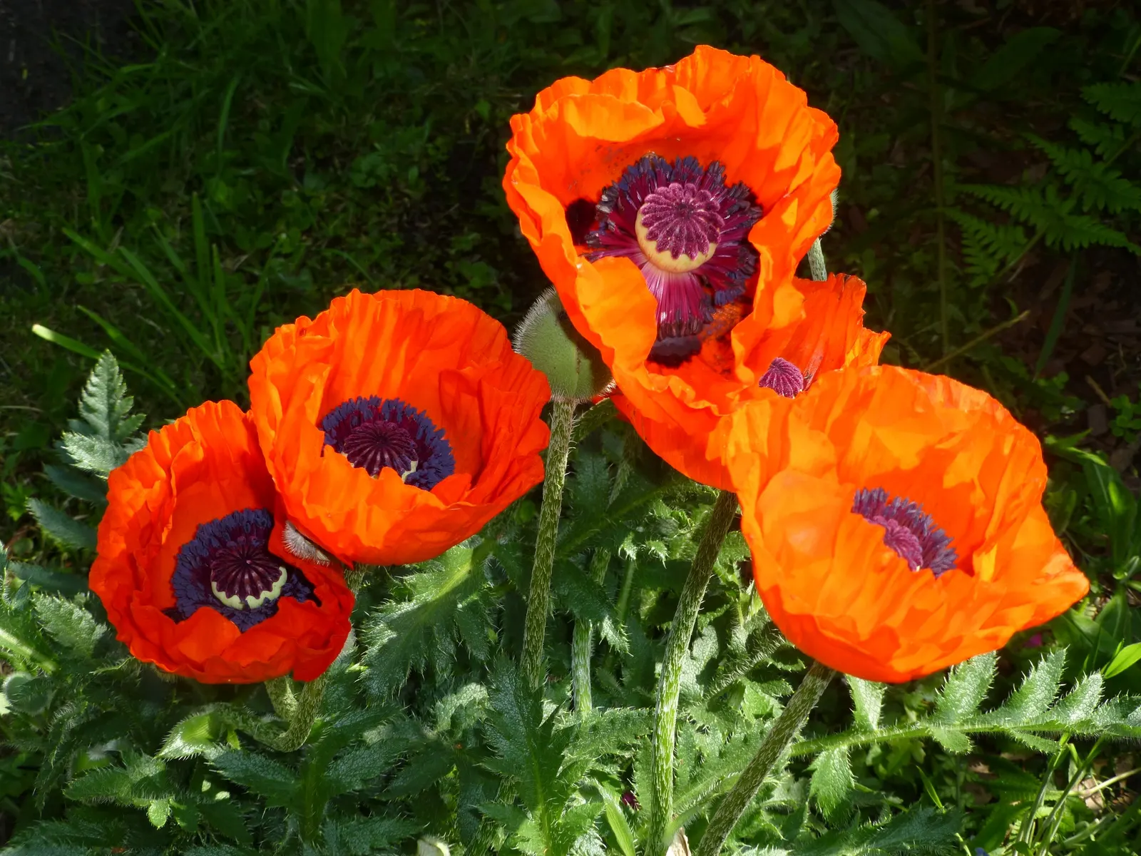 Oriental Poppy (Papaver Orientale) — the plant will die back and go dormant; though it may affect the abundance of blooms, image 111