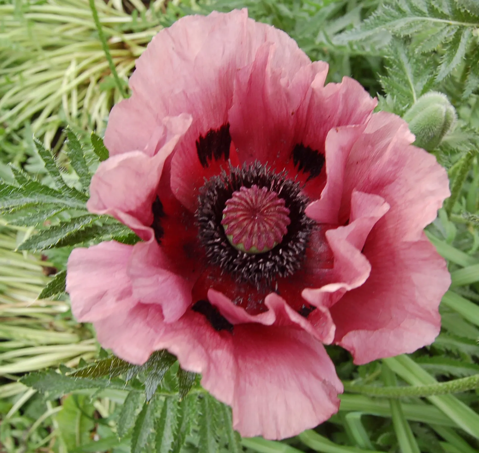 Oriental Poppy (Papaver Orientale) — leaving room for summer plants; <br><br>Reaching a stately height of 2 to 4 feet and a spread of 1.5 to 2 feet, image 74
