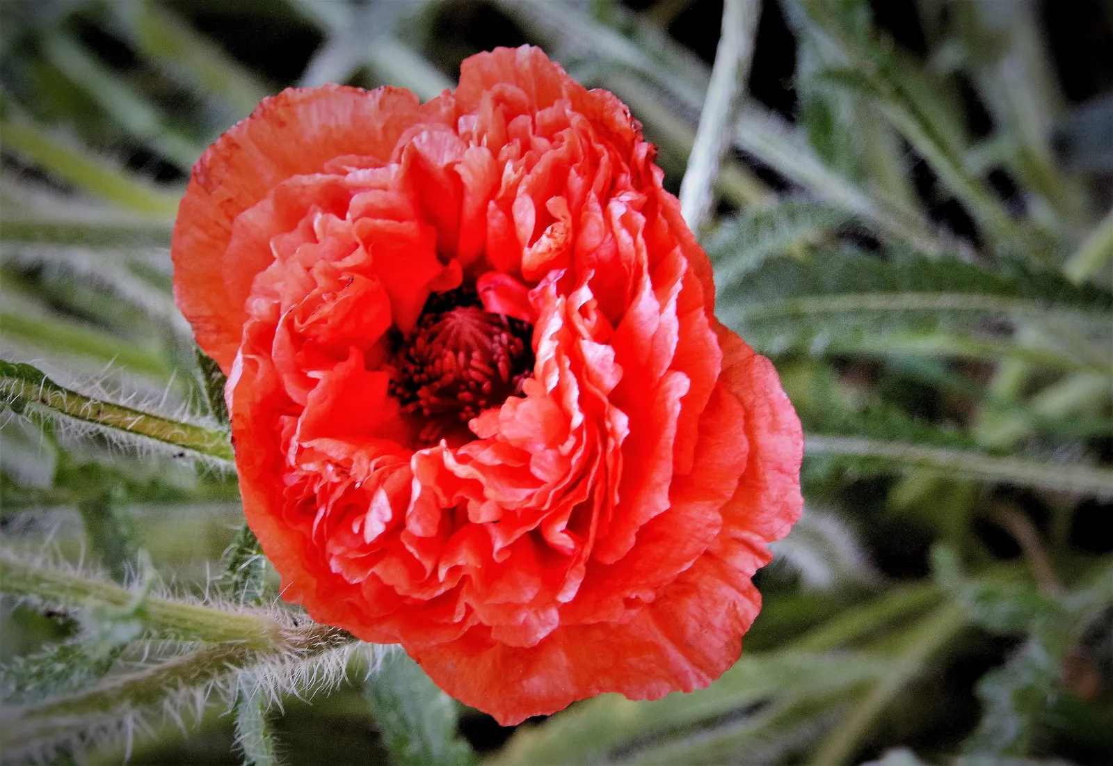 Oriental Poppy (Papaver Orientale) — with vibrant hues of red to orange and a striking dark center