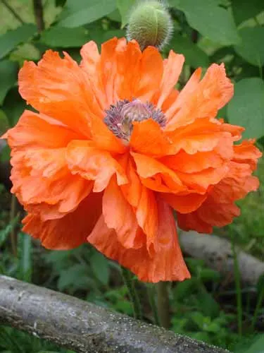Oriental Poppy (Papaver Orientale) — making it an excellent choice for middle or back borders in garden designs; leaving room for summer plants, image 57