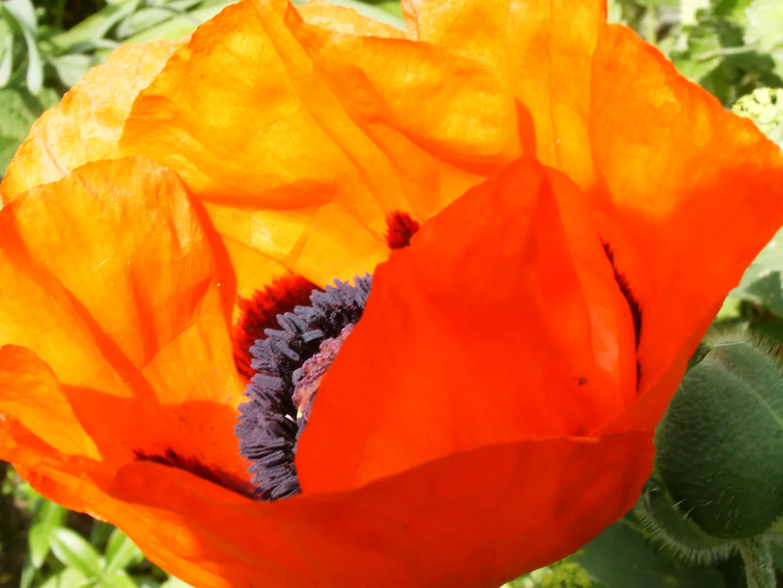 Oriental Poppy (Papaver Orientale) — is a captivating perennial that becomes a focal point in any garden with its bold; is relatively, image 75