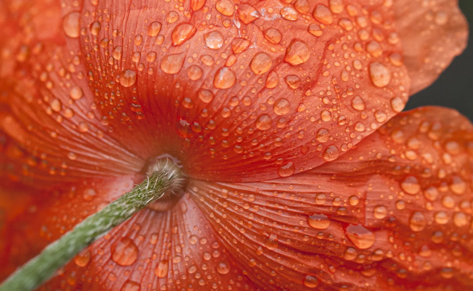 Oriental Poppy (Papaver Orientale) — Blooms appear in late spring to early summer; typically between late spring and early summer, image 49