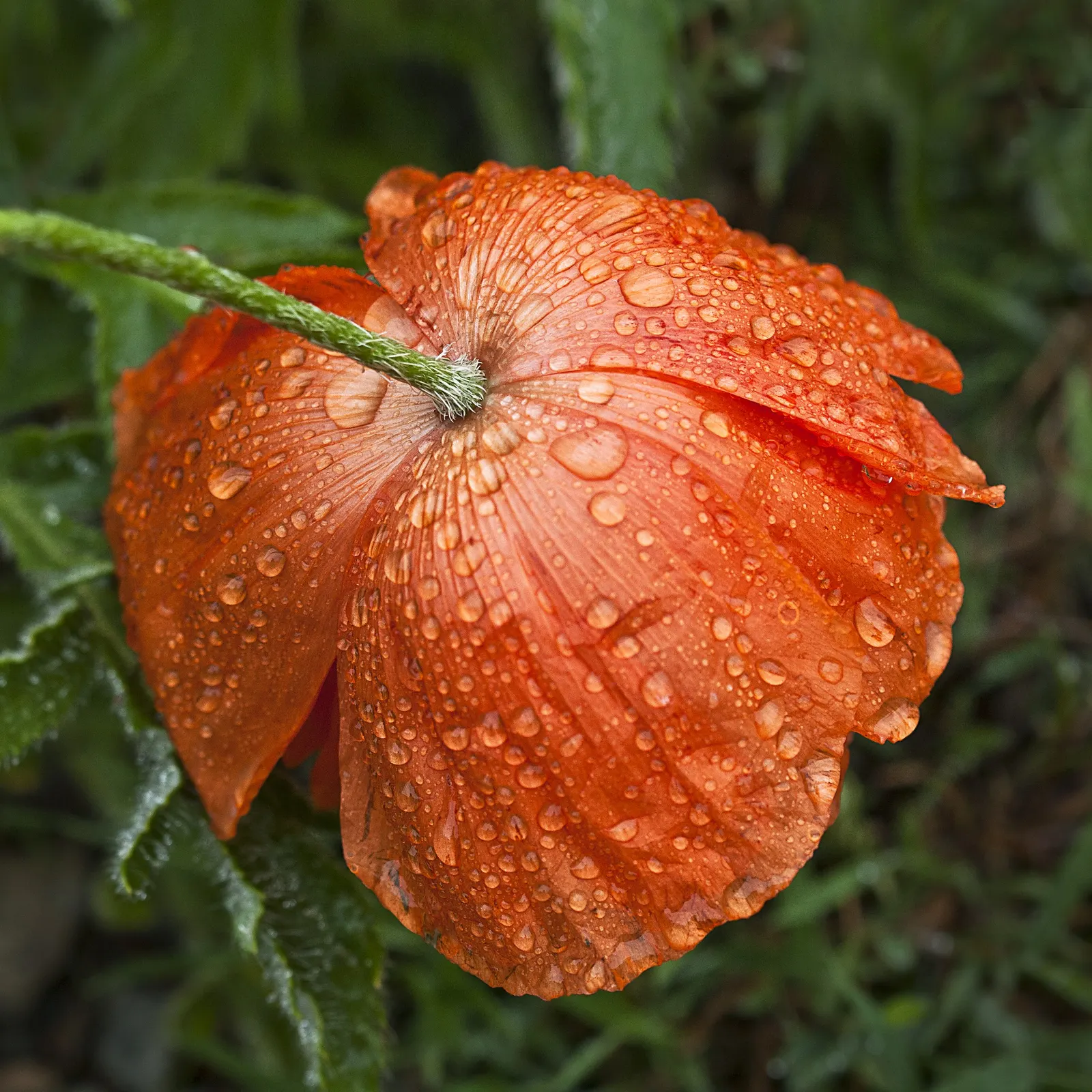 Oriental Poppy (Papaver Orientale) — perennial with pink and red blooms; cup-shaped flowers that can measure up to 6 inches across, image 91